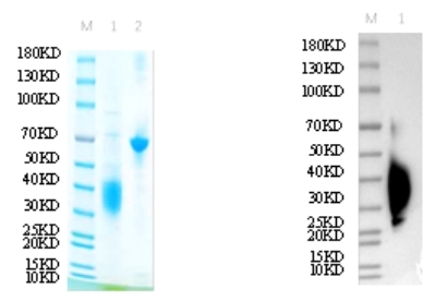 Reducing 12% SDS-PAGE and WB analysis profile of purified Y126A<br />1. Y126A<br />2. BSA